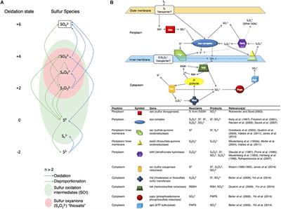 New Insights Into Acidithiobacillus thiooxidans Sulfur Metabolism Through Coupled Gene Expression, Solution Chemistry, Microscopy, and Spectroscopy Analyses